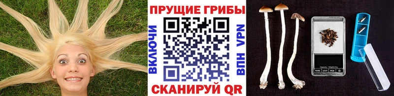 Псилоцибиновые грибы GOLDEN TEACHER  блэк спрут ССЫЛКА  Юрга 